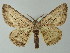  ( - BC ZSM Lep 46805)  @13 [ ] CreativeCommons - Attribution Non-Commercial Share-Alike (2012) Axel Hausmann/Bavarian State Collection of Zoology (ZSM) SNSB, Zoologische Staatssammlung Muenchen