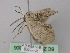  ( - BC ZSM Lep 46806)  @12 [ ] CreativeCommons - Attribution Non-Commercial Share-Alike (2010) Axel Hausmann/Bavarian State Collection of Zoology (ZSM) SNSB, Zoologische Staatssammlung Muenchen