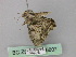  ( - BC ZSM Lep 46807)  @12 [ ] CreativeCommons - Attribution Non-Commercial Share-Alike (2010) Axel Hausmann/Bavarian State Collection of Zoology (ZSM) SNSB, Zoologische Staatssammlung Muenchen