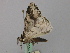  ( - BC ZSM Lep 46809)  @12 [ ] CreativeCommons - Attribution Non-Commercial Share-Alike (2010) Axel Hausmann/Bavarian State Collection of Zoology (ZSM) SNSB, Zoologische Staatssammlung Muenchen