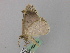  ( - BC ZSM Lep 46810)  @12 [ ] CreativeCommons - Attribution Non-Commercial Share-Alike (2010) Axel Hausmann/Bavarian State Collection of Zoology (ZSM) SNSB, Zoologische Staatssammlung Muenchen