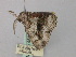  ( - BC ZSM Lep 46817)  @13 [ ] CreativeCommons - Attribution Non-Commercial Share-Alike (2010) Axel Hausmann/Bavarian State Collection of Zoology (ZSM) SNSB, Zoologische Staatssammlung Muenchen