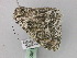  ( - BC ZSM Lep 46818)  @13 [ ] CreativeCommons - Attribution Non-Commercial Share-Alike (2010) Axel Hausmann/Bavarian State Collection of Zoology (ZSM) SNSB, Zoologische Staatssammlung Muenchen