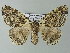  ( - BC ZSM Lep 46818)  @14 [ ] CreativeCommons - Attribution Non-Commercial Share-Alike (2012) Axel Hausmann/Bavarian State Collection of Zoology (ZSM) SNSB, Zoologische Staatssammlung Muenchen