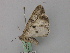  ( - BC ZSM Lep 46820)  @13 [ ] CreativeCommons - Attribution Non-Commercial Share-Alike (2010) Axel Hausmann/Bavarian State Collection of Zoology (ZSM) SNSB, Zoologische Staatssammlung Muenchen