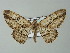  ( - BC ZSM Lep 46820)  @15 [ ] CreativeCommons - Attribution Non-Commercial Share-Alike (2012) Axel Hausmann/Bavarian State Collection of Zoology (ZSM) SNSB, Zoologische Staatssammlung Muenchen
