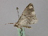  ( - BC ZSM Lep 46822)  @13 [ ] CreativeCommons - Attribution Non-Commercial Share-Alike (2010) Axel Hausmann/Bavarian State Collection of Zoology (ZSM) SNSB, Zoologische Staatssammlung Muenchen