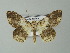  ( - BC ZSM Lep 46822)  @14 [ ] CreativeCommons - Attribution Non-Commercial Share-Alike (2012) Axel Hausmann/Bavarian State Collection of Zoology (ZSM) SNSB, Zoologische Staatssammlung Muenchen