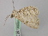  ( - BC ZSM Lep 46825)  @13 [ ] CreativeCommons - Attribution Non-Commercial Share-Alike (2010) Axel Hausmann/Bavarian State Collection of Zoology (ZSM) SNSB, Zoologische Staatssammlung Muenchen