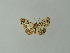  (Zamarada ilma - BC ZSM Lep 46828)  @13 [ ] CreativeCommons - Attribution Non-Commercial Share-Alike (2012) Axel Hausmann/Bavarian State Collection of Zoology (ZSM) SNSB, Zoologische Staatssammlung Muenchen