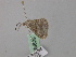 ( - BC ZSM Lep 46829)  @13 [ ] CreativeCommons - Attribution Non-Commercial Share-Alike (2010) Axel Hausmann/Bavarian State Collection of Zoology (ZSM) SNSB, Zoologische Staatssammlung Muenchen