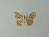  ( - BC ZSM Lep 46829)  @13 [ ] CreativeCommons - Attribution Non-Commercial Share-Alike (2012) Axel Hausmann/Bavarian State Collection of Zoology (ZSM) SNSB, Zoologische Staatssammlung Muenchen