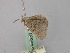  ( - BC ZSM Lep 46830)  @13 [ ] CreativeCommons - Attribution Non-Commercial Share-Alike (2010) Axel Hausmann/Bavarian State Collection of Zoology (ZSM) SNSB, Zoologische Staatssammlung Muenchen