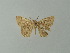  ( - BC ZSM Lep 46830)  @13 [ ] CreativeCommons - Attribution Non-Commercial Share-Alike (2012) Axel Hausmann/Bavarian State Collection of Zoology (ZSM) SNSB, Zoologische Staatssammlung Muenchen