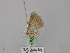  ( - BC ZSM Lep 46831)  @13 [ ] CreativeCommons - Attribution Non-Commercial Share-Alike (2010) Axel Hausmann/Bavarian State Collection of Zoology (ZSM) SNSB, Zoologische Staatssammlung Muenchen