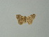  ( - BC ZSM Lep 46831)  @12 [ ] CreativeCommons - Attribution Non-Commercial Share-Alike (2012) Axel Hausmann/Bavarian State Collection of Zoology (ZSM) SNSB, Zoologische Staatssammlung Muenchen