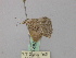  ( - BC ZSM Lep 46832)  @13 [ ] CreativeCommons - Attribution Non-Commercial Share-Alike (2010) Axel Hausmann/Bavarian State Collection of Zoology (ZSM) SNSB, Zoologische Staatssammlung Muenchen