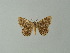  (Acanthovalva bilineata - BC ZSM Lep 46835)  @13 [ ] CreativeCommons - Attribution Non-Commercial Share-Alike (2012) Axel Hausmann/Bavarian State Collection of Zoology (ZSM) SNSB, Zoologische Staatssammlung Muenchen