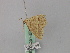  ( - BC ZSM Lep 46836)  @11 [ ] CreativeCommons - Attribution Non-Commercial Share-Alike (2010) Axel Hausmann/Bavarian State Collection of Zoology (ZSM) SNSB, Zoologische Staatssammlung Muenchen