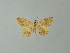  ( - BC ZSM Lep 46836)  @11 [ ] CreativeCommons - Attribution Non-Commercial Share-Alike (2012) Axel Hausmann/Bavarian State Collection of Zoology (ZSM) SNSB, Zoologische Staatssammlung Muenchen