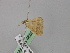  ( - BC ZSM Lep 46837)  @12 [ ] CreativeCommons - Attribution Non-Commercial Share-Alike (2010) Axel Hausmann/Bavarian State Collection of Zoology (ZSM) SNSB, Zoologische Staatssammlung Muenchen