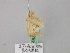  ( - BC ZSM Lep 46838)  @13 [ ] CreativeCommons - Attribution Non-Commercial Share-Alike (2010) Axel Hausmann/Bavarian State Collection of Zoology (ZSM) SNSB, Zoologische Staatssammlung Muenchen