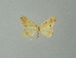  ( - BC ZSM Lep 46838)  @13 [ ] CreativeCommons - Attribution Non-Commercial Share-Alike (2012) Axel Hausmann/Bavarian State Collection of Zoology (ZSM) SNSB, Zoologische Staatssammlung Muenchen