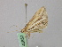  ( - BC ZSM Lep 46852)  @11 [ ] CreativeCommons - Attribution Non-Commercial Share-Alike (2010) Axel Hausmann/Bavarian State Collection of Zoology (ZSM) SNSB, Zoologische Staatssammlung Muenchen