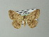  ( - BC ZSM Lep 46861)  @14 [ ] CreativeCommons - Attribution Non-Commercial Share-Alike (2012) Axel Hausmann/Bavarian State Collection of Zoology (ZSM) SNSB, Zoologische Staatssammlung Muenchen