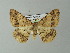  ( - BC ZSM Lep 46866)  @14 [ ] CreativeCommons - Attribution Non-Commercial Share-Alike (2012) Axel Hausmann/Bavarian State Collection of Zoology (ZSM) SNSB, Zoologische Staatssammlung Muenchen