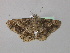  ( - BC ZSM Lep 46870)  @13 [ ] CreativeCommons - Attribution Non-Commercial Share-Alike (2010) Axel Hausmann/Bavarian State Collection of Zoology (ZSM) SNSB, Zoologische Staatssammlung Muenchen