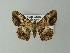  ( - BC ZSM Lep 46871)  @13 [ ] CreativeCommons - Attribution Non-Commercial Share-Alike (2012) Axel Hausmann/Bavarian State Collection of Zoology (ZSM) SNSB, Zoologische Staatssammlung Muenchen