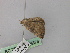  ( - BC ZSM Lep 46873)  @12 [ ] CreativeCommons - Attribution Non-Commercial Share-Alike (2010) Axel Hausmann/Bavarian State Collection of Zoology (ZSM) SNSB, Zoologische Staatssammlung Muenchen