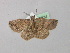  ( - BC ZSM Lep 46874)  @13 [ ] CreativeCommons - Attribution Non-Commercial Share-Alike (2010) Axel Hausmann/Bavarian State Collection of Zoology (ZSM) SNSB, Zoologische Staatssammlung Muenchen