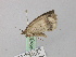  ( - BC ZSM Lep 46878)  @12 [ ] CreativeCommons - Attribution Non-Commercial Share-Alike (2010) Axel Hausmann/Bavarian State Collection of Zoology (ZSM) SNSB, Zoologische Staatssammlung Muenchen