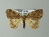  ( - BC ZSM Lep 46878)  @13 [ ] CreativeCommons - Attribution Non-Commercial Share-Alike (2012) Axel Hausmann/Bavarian State Collection of Zoology (ZSM) SNSB, Zoologische Staatssammlung Muenchen