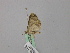  ( - BC ZSM Lep 46879)  @12 [ ] CreativeCommons - Attribution Non-Commercial Share-Alike (2010) Axel Hausmann/Bavarian State Collection of Zoology (ZSM) SNSB, Zoologische Staatssammlung Muenchen