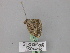  ( - BC ZSM Lep 46884)  @12 [ ] CreativeCommons - Attribution Non-Commercial Share-Alike (2010) Axel Hausmann/Bavarian State Collection of Zoology (ZSM) SNSB, Zoologische Staatssammlung Muenchen