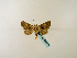  ( - BC ZSM Lep 48610)  @11 [ ] CreativeCommons - Attribution Non-Commercial Share-Alike (2010) Axel Hausmann/Bavarian State Collection of Zoology (ZSM) SNSB, Zoologische Staatssammlung Muenchen