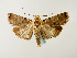  (Acanthodica GB01Pe - BC ZSM Lep 48614)  @14 [ ] CreativeCommons - Attribution Non-Commercial Share-Alike (2010) Axel Hausmann/Bavarian State Collection of Zoology (ZSM) SNSB, Zoologische Staatssammlung Muenchen