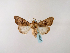  ( - BC ZSM Lep 48633)  @13 [ ] CreativeCommons - Attribution Non-Commercial Share-Alike (2010) Axel Hausmann/Bavarian State Collection of Zoology (ZSM) SNSB, Zoologische Staatssammlung Muenchen