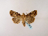  (Feliniopsis duponti - BC ZSM Lep 48637)  @14 [ ] CreativeCommons - Attribution Non-Commercial Share-Alike (2010) Axel Hausmann/Bavarian State Collection of Zoology (ZSM) SNSB, Zoologische Staatssammlung Muenchen