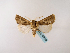  (Agrotis longiclava - BC ZSM Lep 48638)  @14 [ ] CreativeCommons - Attribution Non-Commercial Share-Alike (2010) Axel Hausmann/Bavarian State Collection of Zoology (ZSM) SNSB, Zoologische Staatssammlung Muenchen