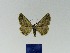  ( - BMB Lep 00143)  @12 [ ] CreativeCommons - Attribution Non-Commercial Share-Alike (2010) Axel Hausmann SNSB, Zoologische Staatssammlung Muenchen