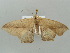  ( - BC ZSM Lep 41282)  @13 [ ] CreativeCommons - Attribution Non-Commercial Share-Alike (2011) Axel Hausmann/Bavarian State Collection of Zoology (ZSM) SNSB, Zoologische Staatssammlung Muenchen