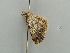  ( - BC ZSM Lep 41283)  @12 [ ] CreativeCommons - Attribution Non-Commercial Share-Alike (2011) Axel Hausmann/Bavarian State Collection of Zoology (ZSM) SNSB, Zoologische Staatssammlung Muenchen