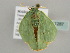  ( - BC ZSM Lep 41287)  @13 [ ] CreativeCommons - Attribution Non-Commercial Share-Alike (2011) Axel Hausmann/Bavarian State Collection of Zoology (ZSM) SNSB, Zoologische Staatssammlung Muenchen