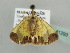  ( - BC ZSM Lep 41293)  @12 [ ] CreativeCommons - Attribution Non-Commercial Share-Alike (2011) Axel Hausmann/Bavarian State Collection of Zoology (ZSM) SNSB, Zoologische Staatssammlung Muenchen