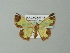  ( - BC ZSM Lep 41293)  @13 [ ] CreativeCommons - Attribution Non-Commercial Share-Alike (2012) Axel Hausmann/Bavarian State Collection of Zoology (ZSM) SNSB, Zoologische Staatssammlung Muenchen