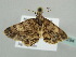  ( - BC ZSM Lep 41294)  @13 [ ] CreativeCommons - Attribution Non-Commercial Share-Alike (2011) Axel Hausmann/Bavarian State Collection of Zoology (ZSM) SNSB, Zoologische Staatssammlung Muenchen